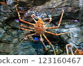 蜘蛛蟹在岩石上休息 123160467