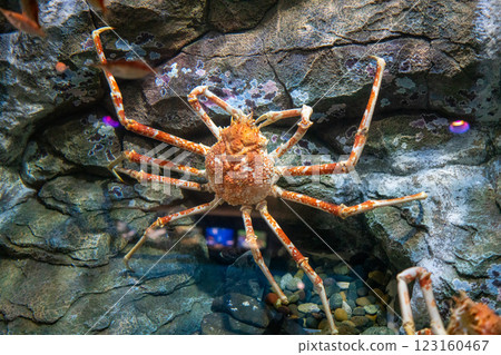 Spider crab resting on a rock Spider crab resting on a rock 123160467