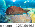 紅鯛在水族館裡游泳 123160468
