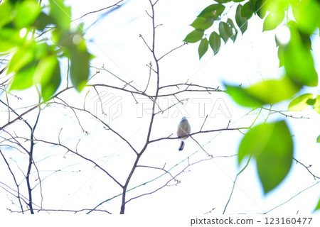 初春的景象：新鮮的綠葉和棲息在樹枝上的小鳥 123160477