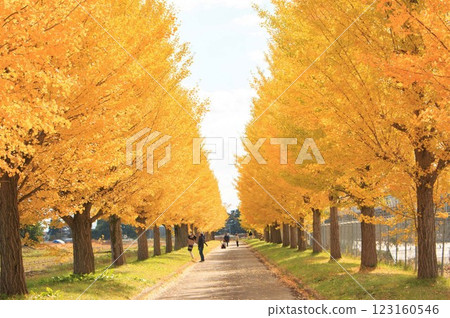 Autumn leaves ginkgo bunched trees Autumn leaves ginkgo bunched trees 123160546