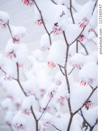 被雪覆蓋的金縷梅花 被雪覆蓋的金縷梅花 123160547