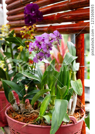 Magenta orchids flourish among greenery, showcasing their beauty in a tropical garden in Thailand. Magenta orchids flourish among greenery, showcasing their beauty in a tropical garden in Thailand. 123160693