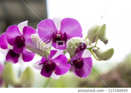 Fuchsia orchids are displayed in full bloom, showcasing delicate petals in Thailand's atmosphere. 123160695