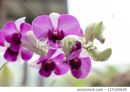 Delicate orchids in shades of magenta and fuchsia bloom against a soft background in Thailand. Delicate orchids in shades of magenta and fuchsia bloom against a soft background in Thailand. 123160696