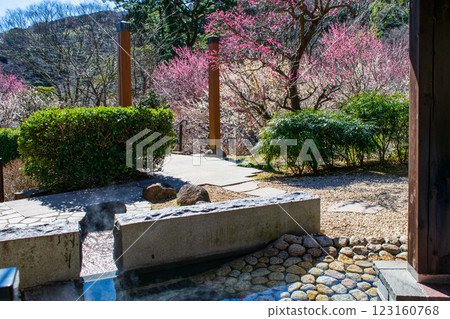 Atami Plum Garden, Atami City, Shizuoka Prefecture, Japanese-style garden footbath, early-blooming plums Atami Plum Garden, Atami City, Shizuoka Prefecture, Japanese-style garden footbath, early-blooming plums 123160768