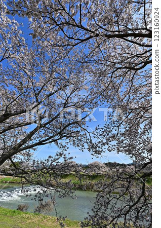 Spring Tamba Sasayama Spring Tamba Sasayama 123160924