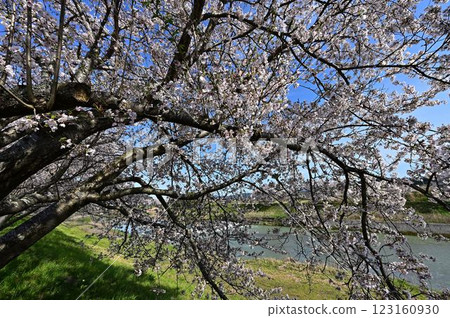 春天丹波筱山 123160930