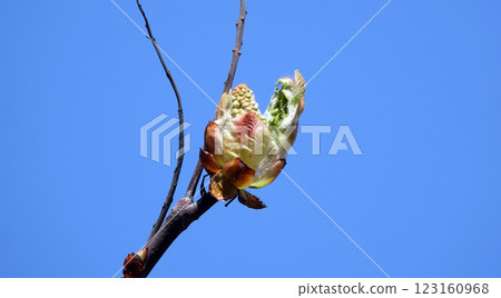 In spring, chestnut leaves bloom from the buds. 123160968