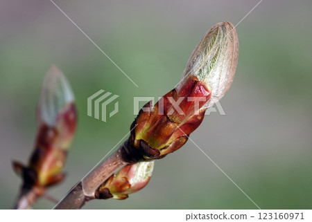 In spring, flowers on fruit trees bloom from the buds. In spring, flowers on fruit trees bloom from the buds. 123160971