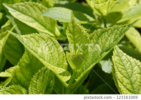 Bush in the park with green juicy leaves 123161009