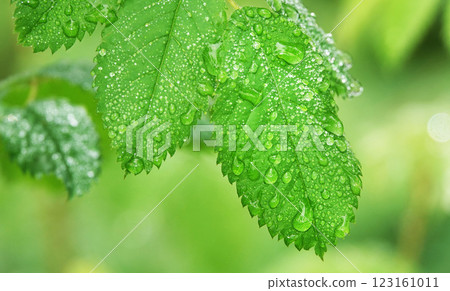 Wet green leaves after rain Wet green leaves after rain 123161011