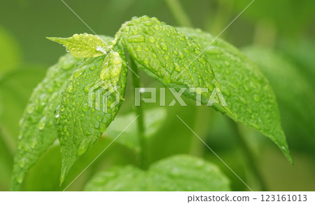 Wet green leaves after rain 123161013