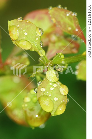 Wet green leaves after rain Wet green leaves after rain 123161016