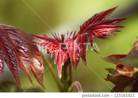 Plant with green and red leaves 123161021