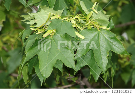 Seeds on the tree branches in the spring in the form of balls 123161022