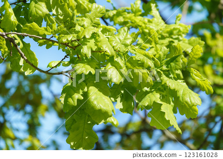 In spring, leaves on oak branches glow in the sun. 123161028