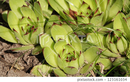 The plant was young roofing wild in the forest 123161034