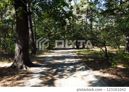 Rolled road in a summer forest Rolled road in a summer forest 123161042
