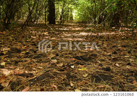 Well-trodden path in the summer forest Well-trodden path in the summer forest 123161068