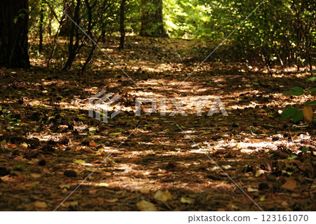 Well-trodden path in the summer forest 123161070
