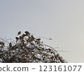 Flock of sparrows, bottom left copy space 123161077