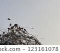 Flock of sparrows, left diagonal downward copy space 123161078