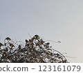 Flock of sparrows. Copy space on the bottom left from the center. 123161079