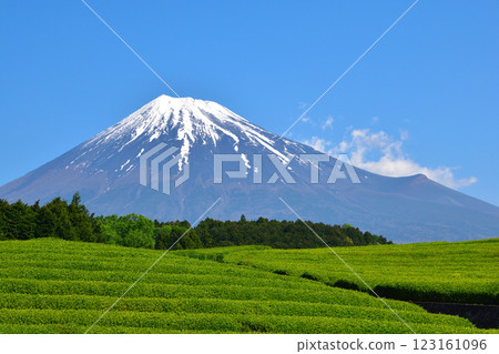 Early summer Obuchi Sasaba 123161096