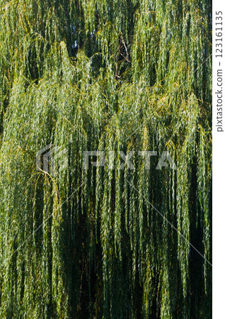 A close-up view of a tree called the weeping willow. Abstract background for various uses. 123161135