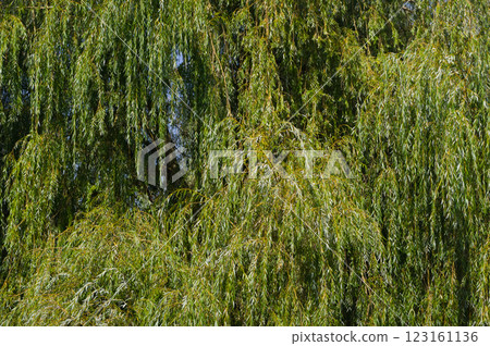 A close-up view of a tree called the weeping willow. Abstract background for various uses. 123161136