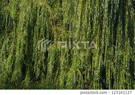 A close-up view of a tree called the weeping willow. Abstract background for various uses. 123161137