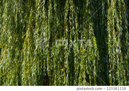 A close-up view of a tree called the weeping willow. Abstract background for various uses. 123161138