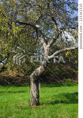 Autumn in the orchard. Colorful leaves on fruit trees. Autumn in the orchard. Colorful leaves on fruit trees. 123161310