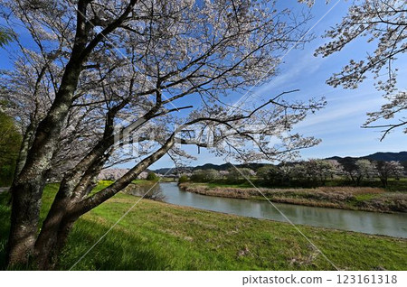 春天丹波筱山 春天丹波筱山 123161318