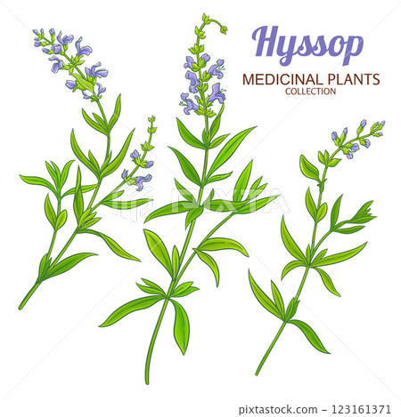 Hyssop Plant Colored Detailed Illustration Hyssop Plant Colored Detailed Illustration 123161371