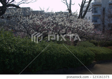 Haneki公園 123161373