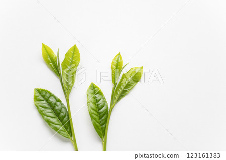 如何挑選新茶 三葉一子 123161383