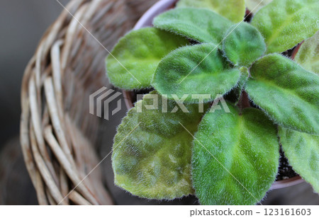 Homemade Wicker Pot With Young Decorative Plant With Succulent Hairy Leaves Extreme Closeup Stock Image 123161603