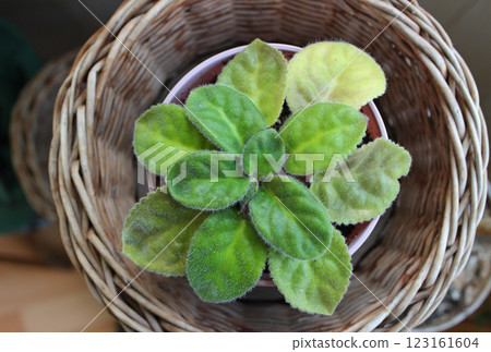 Green Sprout Of Young Volet Plant Inside Rattan Woven Pot Top View Green Sprout Of Young Volet Plant Inside Rattan Woven Pot Top View 123161604