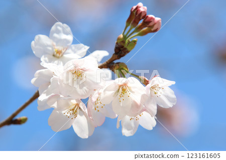 Pink Sakura full bloom at Himeji castle. The most beautiful flower and great ancient, heritage castle in Japan. Pink Sakura full bloom at Himeji castle. The most beautiful flower and great ancient, heritage castle in Japan. 123161605