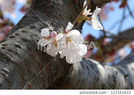 Pink Sakura full bloom at Himeji castle. The most beautiful flower and great ancient, heritage castle in Japan. Pink Sakura full bloom at Himeji castle. The most beautiful flower and great ancient, heritage castle in Japan. 123161610