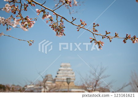 Pink Sakura full bloom at Himeji castle. The most beautiful flower and great ancient, heritage castle in Japan. Pink Sakura full bloom at Himeji castle. The most beautiful flower and great ancient, heritage castle in Japan. 123161621