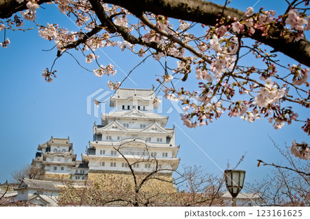 Pink Sakura full bloom at Himeji castle. The most beautiful flower and great ancient, heritage castle in Japan. Pink Sakura full bloom at Himeji castle. The most beautiful flower and great ancient, heritage castle in Japan. 123161625