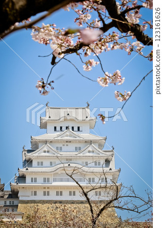 Pink Sakura full bloom at Himeji castle. The most beautiful flower and great ancient, heritage castle in Japan. Pink Sakura full bloom at Himeji castle. The most beautiful flower and great ancient, heritage castle in Japan. 123161626