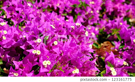 Bougainvillea 123161775