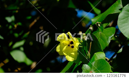 Yellow flower 123161776