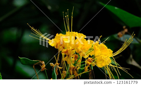 Yellow flower Yellow flower 123161779
