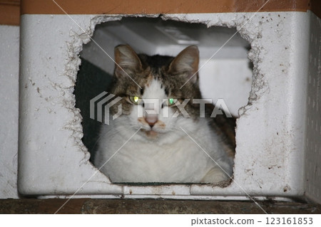 Setouchi Island Cat Setouchi Island Cat 123161853