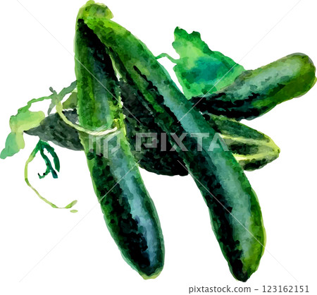 用水彩畫的黃瓜 用水彩畫的黃瓜 123162151